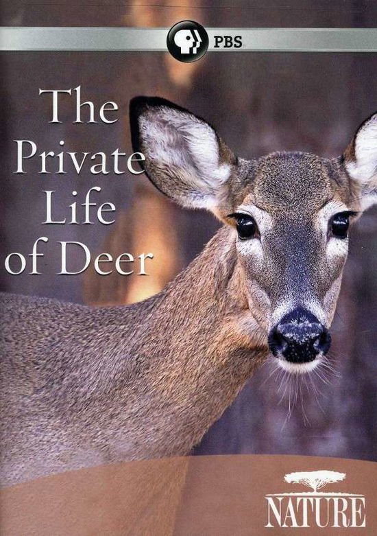 Cover for Nature: Private Life of Deer (DVD) (2013)