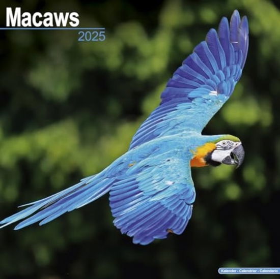 Cover for Macaws Calendar 2025  Square Bird Wall Calendar - 16 Month (Calendar) (2024)