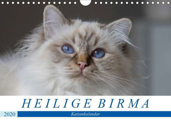 Cover for Münch · Heilige Birma Katzenkalender (Wan (Book)