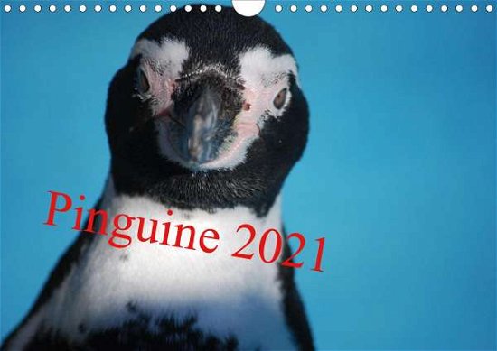 Cover for Groos · Pinguine 2021 (Wandkalender 2021 (Bog)