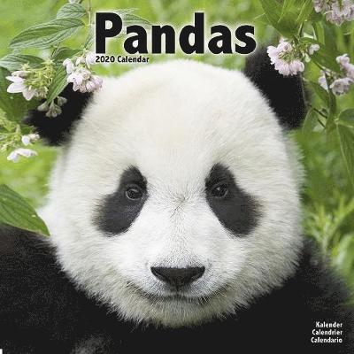 Pandas Calendar 2020 - Avonside Publishing Ltd - Books - Avonside Publishing Ltd - 9781785807152 - July 1, 2019