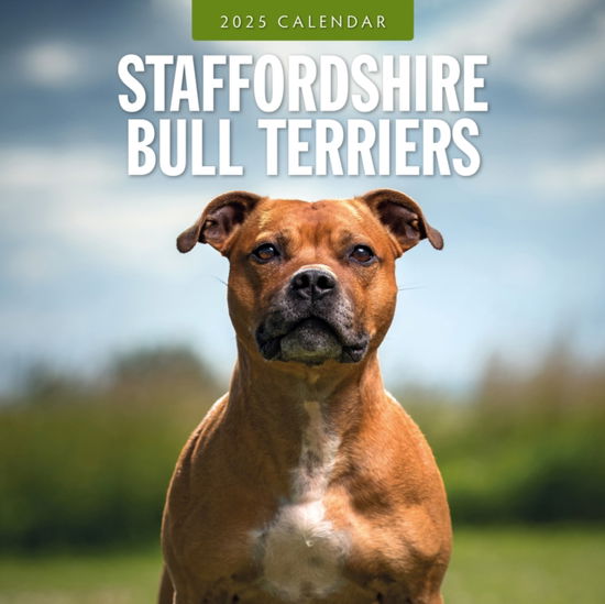 Cover for Red Robin · Staffordshire Bull Terriers 2025 Square Wall Calendar (Paperback Book) (2024)