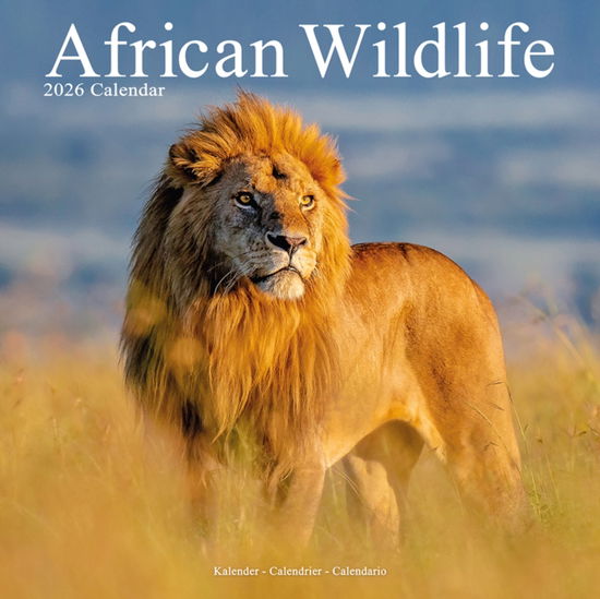 Cover for African Wildlife Calendar 2026  Square Wildlife Safari Wall Calendar - 16 Month (Calendar) (2025)