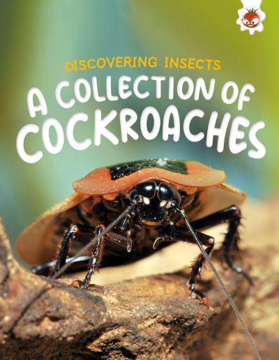 Cover for Rebecca Storm · Discovering Insects: A Collection of Cockroaches - Discovering Insects (Pocketbok) (2025)