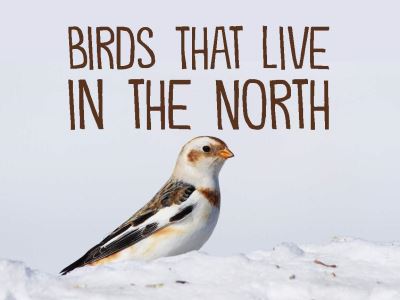 Cover for Arvaaq Press · Birds That Live in the North: English Edition - Nunavummi Reading Series (Paperback Book) [English edition] (2019)