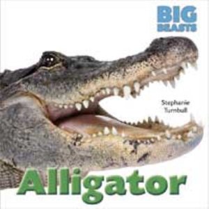 Cover for Stephanie Turnbull · Alligator (Big Beasts) (Paperback Bog) (2013)
