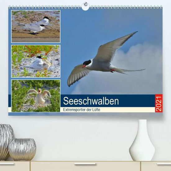 Cover for Schaack · Seeschwalben - Extremsportler d (Bok)