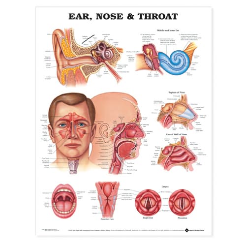 Cover for Acc 9895pl1.5 · Ear, Nose and Throat Anatomical Chart (Kartor) (2010)