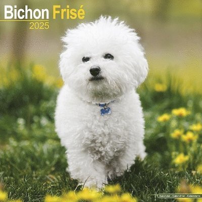 Cover for Bichon Frise Calendar 2025 Square Dog Breed Wall Calendar - 16 Month (Kalender) (2024)