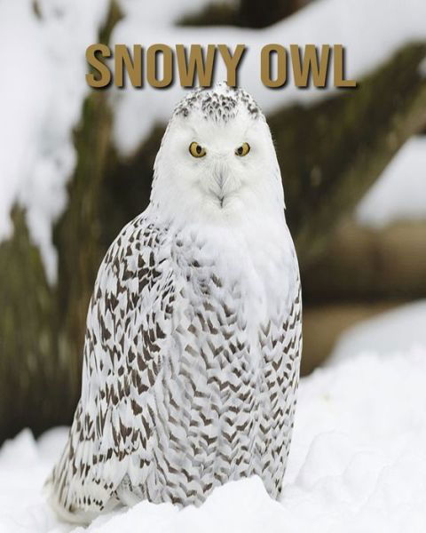 Cover for Dan Anthony · Snowy owl (Paperback Book) (2020)