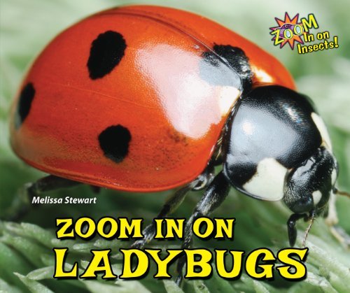Cover for Melissa Stewart · Zoom in on Ladybugs (Zoom in on Insects!) (Innbunden bok) (2014)