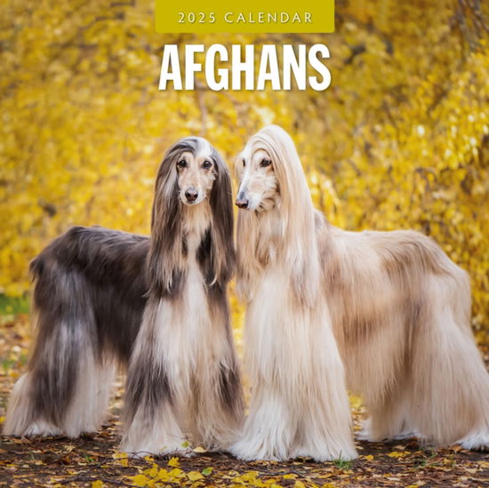 Cover for Red Robin · Afghans 2025 Square Wall Calendar (Paperback Book) (2024)