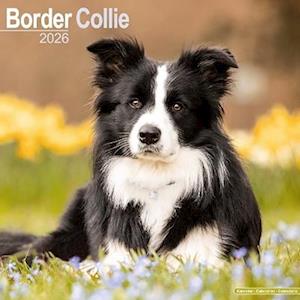 Cover for Border Collie Calendar 2026  Square Dog Breed Wall Calendar - 16 Month (Calendar) (2025)