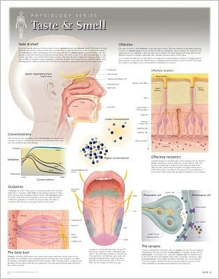 Cover for Scientific Publishing · Taste &amp; Smell Laminated Poster (Map) (2013)