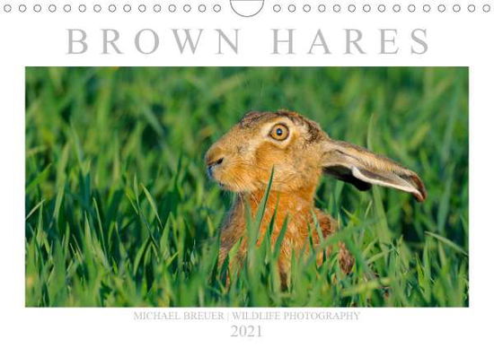 Cover for Breuer · BROWN HARES (Wall Calendar 2021 (Book)