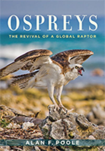 Cover for Poole, Alan F. (Retired Editor of The Birds of North America Online; Senior Lab Associate, Cornell University) · Ospreys: The Revival of a Global Raptor (Hardcover Book) (2019)