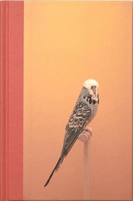 Cover for Luke Stephenson · An Incomplete Dictionary of Show Birds (Hardcover Book) (2023)