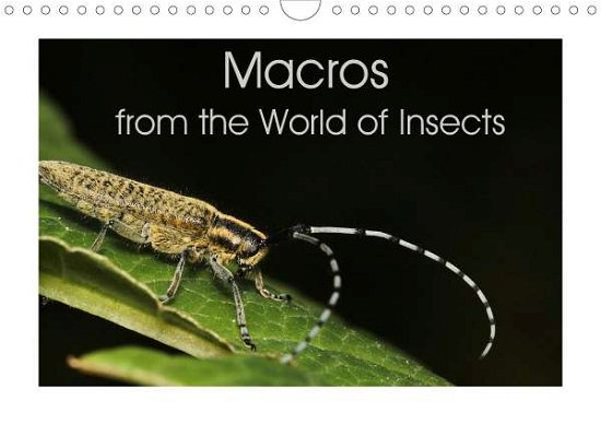 Macros from the World of Insects (Wal - N - Böcker -  - 9781325531158 - 