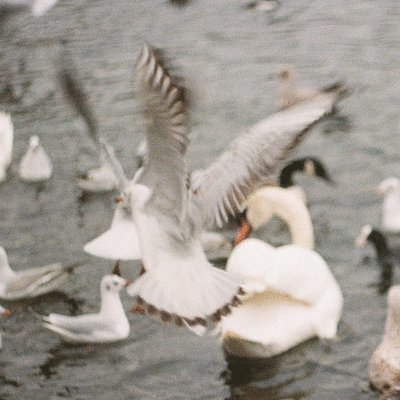 Cover for Sea Oleena · Weaving A Basket (LP) (2021)