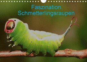 Cover for Erlwein · Faszination Schmetterlingsraupe (Book)