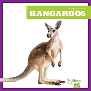 Cover for Natalie Deniston · Kangaroos - Marsupials (Hardcover Book) (2025)