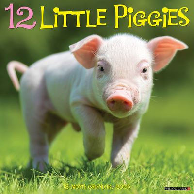 12 Little Piggies 2025 12 X 12 Wall Calendar - Willow Creek Press - Gadżety - Willow Creek Press Calendars - 9781549241161 - 10 września 2024