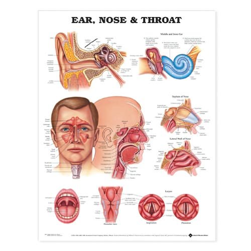 Cover for Anatomical Chart Com · Ear, Nose and Throat Anatomical Chart (Map) [New edition] (2010)