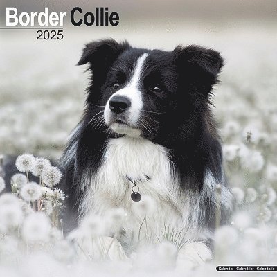 Cover for Border Collie Calendar 2025 Square Dog Breed Wall Calendar - 16 Month (Kalender) (2024)