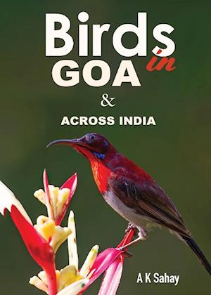 Cover for A K Sahay · Birds in Goa &amp; Across India (Paperback Book) (2024)