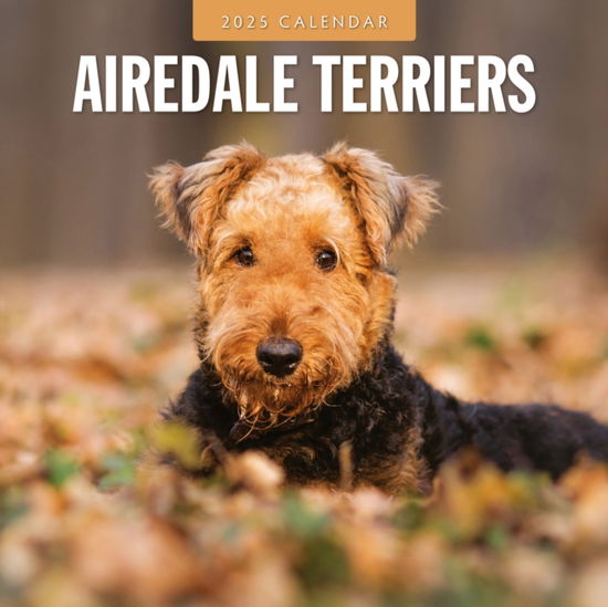 Cover for Red Robin · Airedale Terriers 2025 Square Wall Calendar (Taschenbuch) (2024)