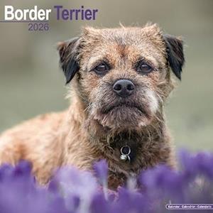 Cover for Border Terrier Calendar 2026  Square Dog Breed Wall Calendar - 16 Month (Calendar) (2025)