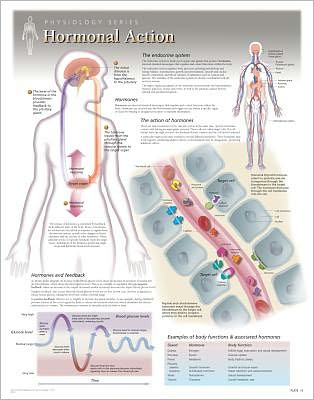 Hormonal Action Laminated Poster - Scientific Publishing - Boeken - Scientific Publishing Limited - 9781935612162 - 31 mei 2013