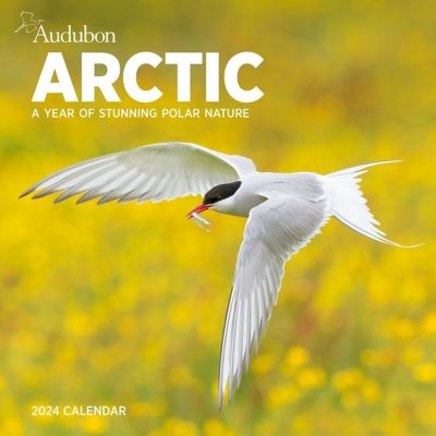 Cover for National Audubon Society · Audubon Arctic Wall Calendar 2024: A Year of Stunning Polar Nature (Calendar) (2023)