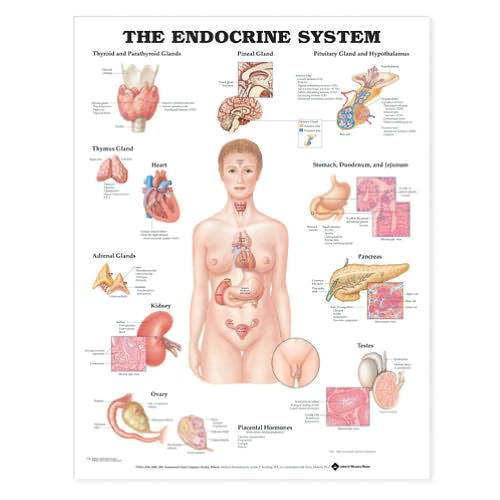 Cover for Anatomical Chart Com · The Endocrine System Anatomical Chart (Map) (2002)