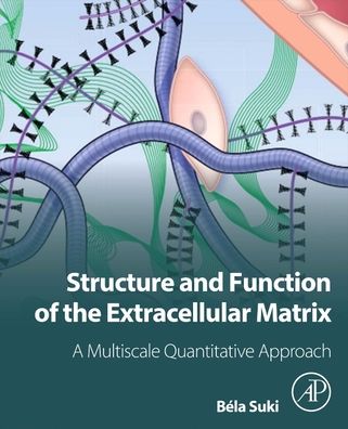 Cover for Suki, Bela (Professor of Biomedical Engineering, Department of Biomedical Engineering, Boston University, USA) · Structure and Function of the Extracellular Matrix: A Multiscale Quantitative Approach (Paperback Book) (2021)