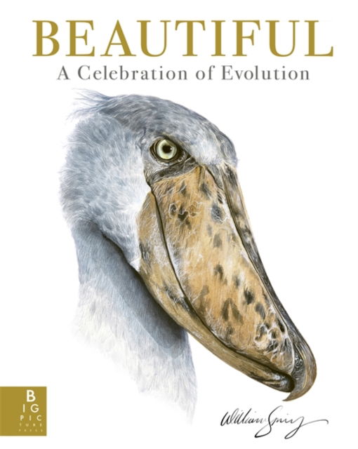 Cover for William Spring · Beautiful: A Celebration of Evolution (Hardcover Book) (2024)