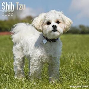 Cover for Kalender · Kalender - 2022 Shih Tzu (Toys) (2021)