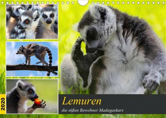 Cover for Riedel · Lemuren die süßen Bewohner Madag (Book)