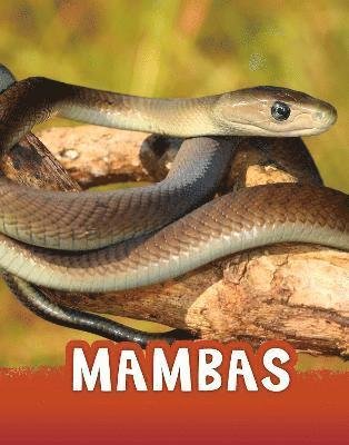 Cover for Jaclyn Jaycox · Mambas - Animals (Paperback Bog) (2022)