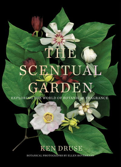 Cover for Ken Druse · The Scentual Garden: Exploring the World of Botanical Fragrance (Hardcover Book) (2019)