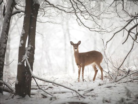 Cover for Galison · Doe in the Forest Large Embellished Holiday Notecards (Flashcards) (2015)