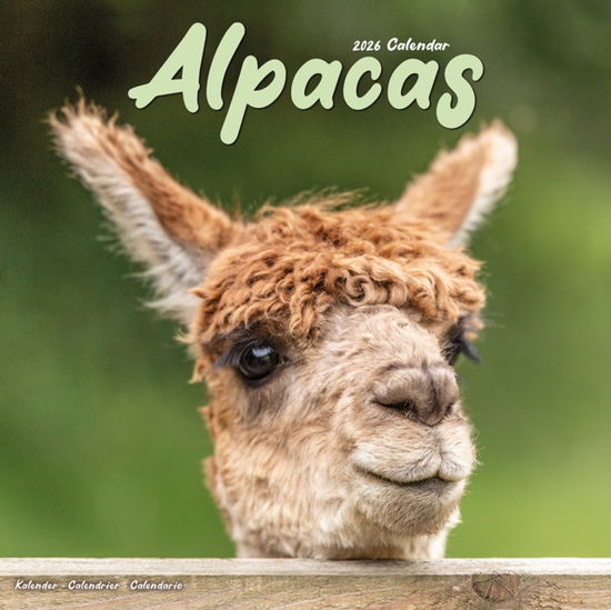 Cover for Alpacas Calendar 2026  Square Animal Wall Calendar - 16 Month (Calendar) (2025)
