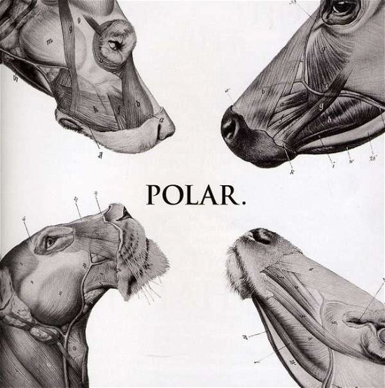 Cover for Polar · This Polar Noise (CD) (2011)