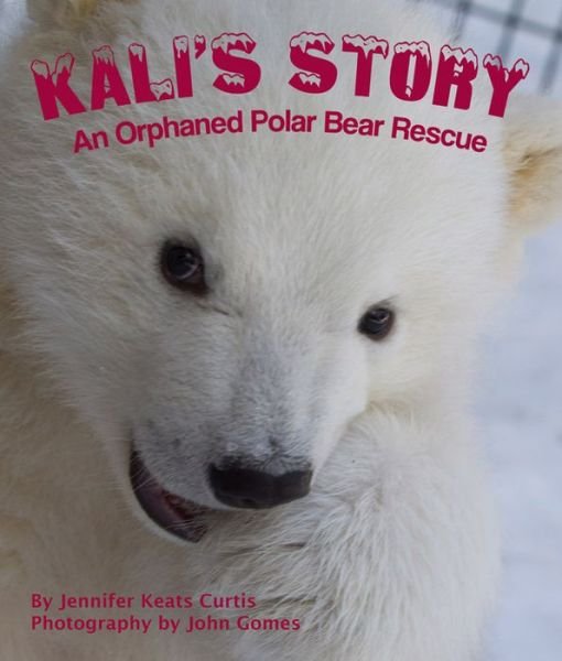 Cover for Jennifer Keats Curtis · Kali's Story: an Orphaned Polar Bear Rescue (Taschenbuch) (2014)