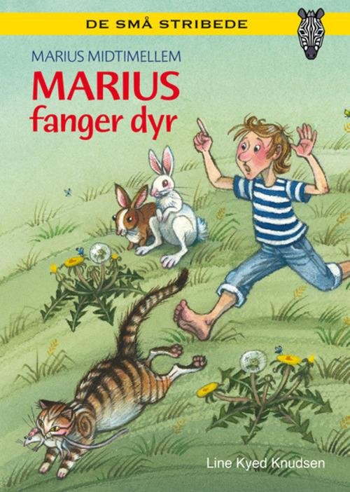 Cover for Line Kyed Knudsen · De små stribede: Kommas læsestart: Marius fanger dyr - niveau 1 (Hardcover bog) [1. udgave] (2014)
