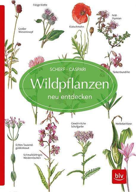 Cover for Scherf · Wildpflanzen neu entdecken (Book)