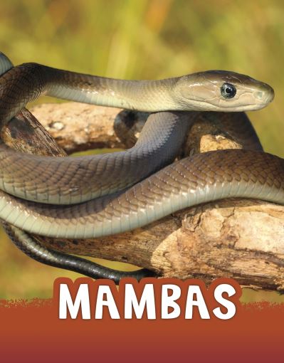 Mambas - Animals - Jaclyn Jaycox - Books - Capstone Global Library Ltd - 9781398213173 - November 25, 2021