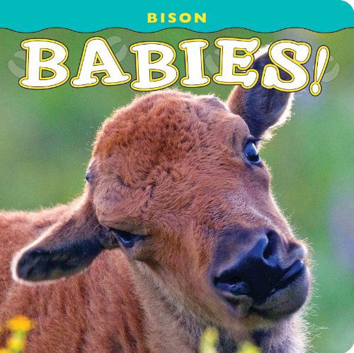 Cover for Photography by Donald M. Jones · Bison Babies! (Babies! (Farcountry Press)) (Kartongbok) [First edition] (2012)