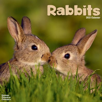 Rabbits 2023 Wall Calendar - Avonside Publishing Ltd - Merchandise - Avonside Publishing Ltd - 9781839418174 - July 1, 2022