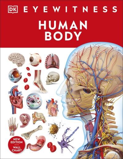 Cover for Dk · Human Body - DK Eyewitness (Hardcover bog) (2023)